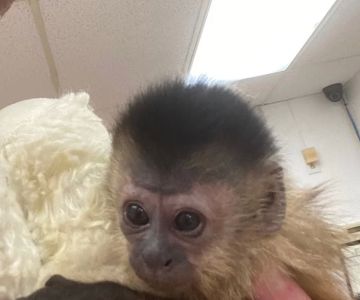 Junglelife Animal Hospital Inc