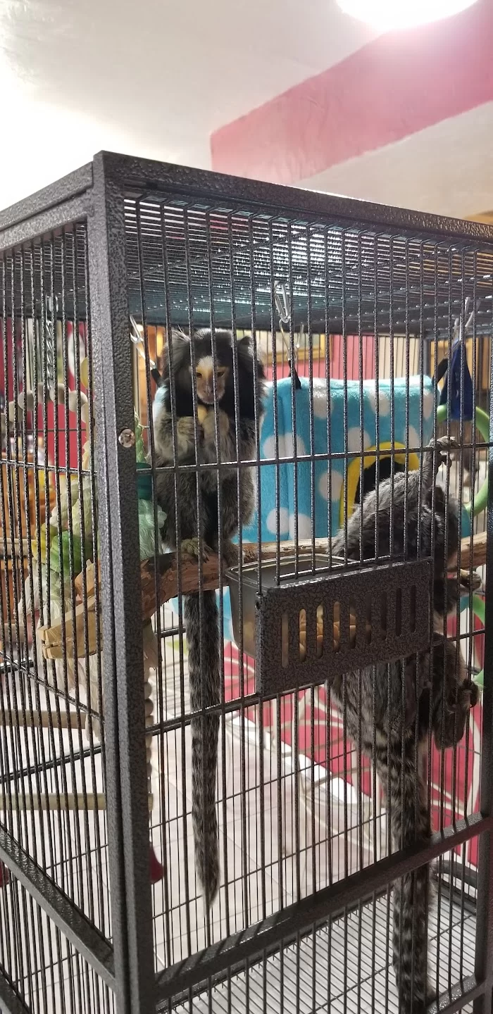 Junglelife Animal Hospital Inc 12