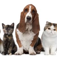 Miami Springs Animal Hospital ico