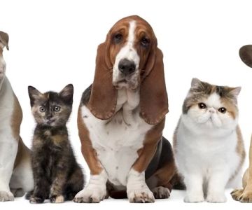 Miami Springs Animal Hospital