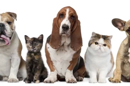 Miami Springs Animal Hospital