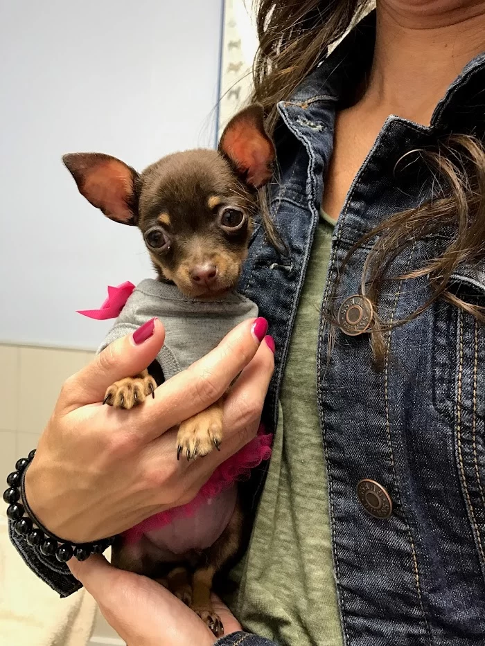 Miami Springs Animal Hospital 12