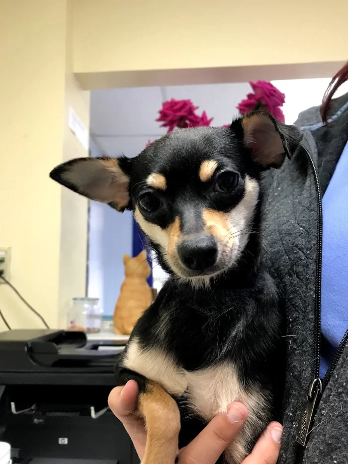 Miami Springs Animal Hospital 12