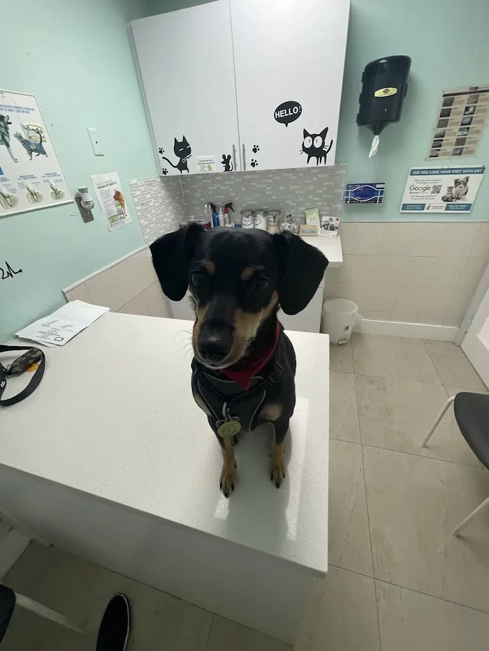 Miami Springs Animal Hospital 12