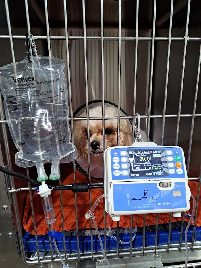 Panda Animal Clinic 12
