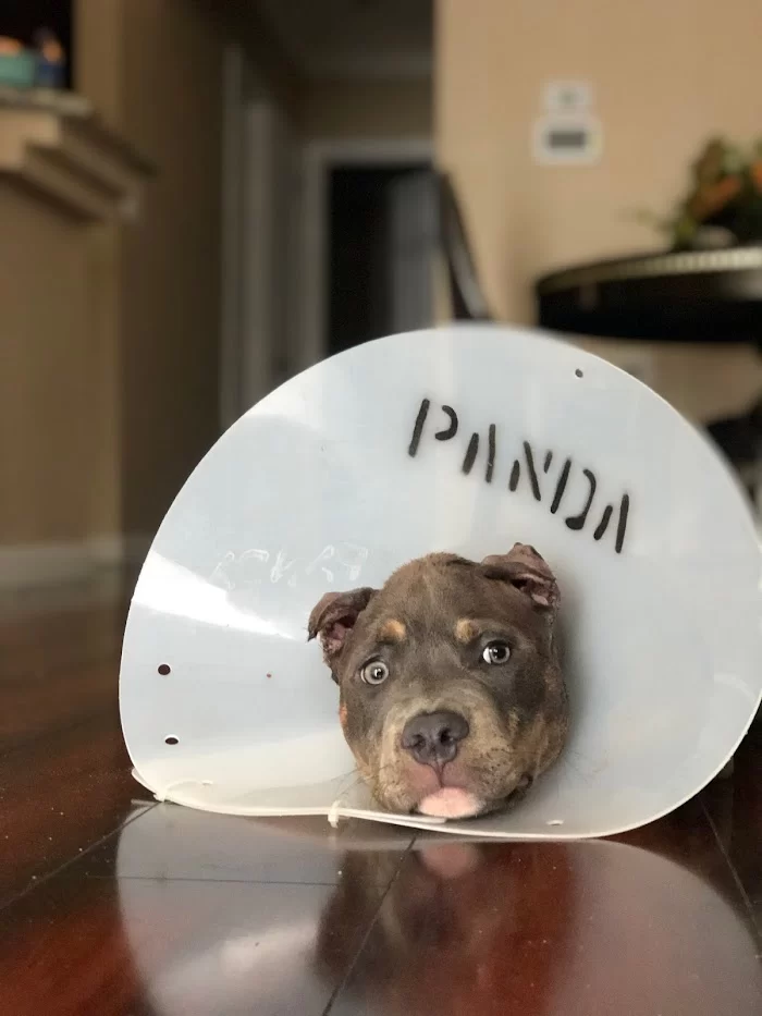 Panda Animal Clinic 12
