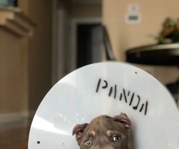 Panda Animal Clinic