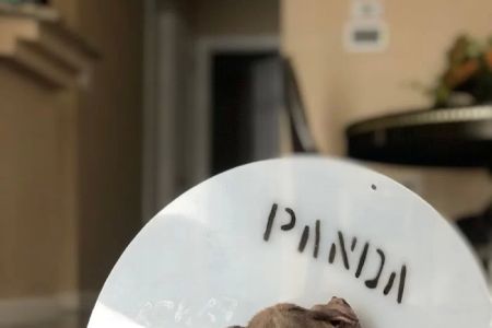 Panda Animal Clinic