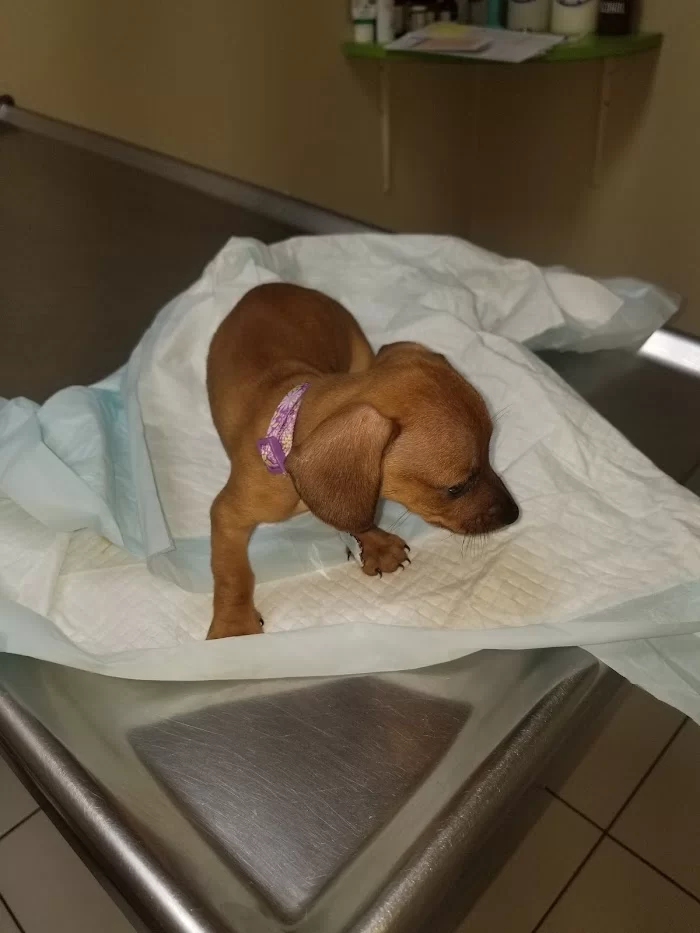 Benitez Animal Hospital 12