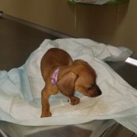Benitez Animal Hospital ico