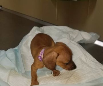 Benitez Animal Hospital