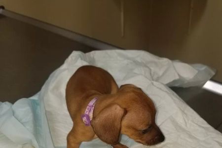Benitez Animal Hospital
