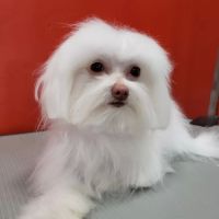 Fontes Animal Clinic ico