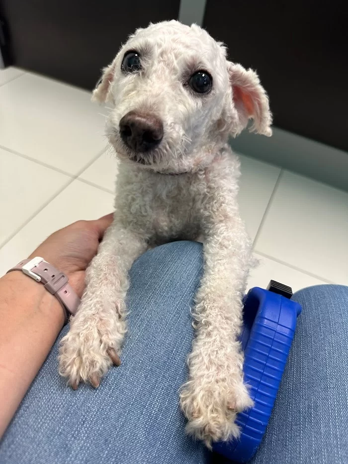 Fontes Animal Clinic 12