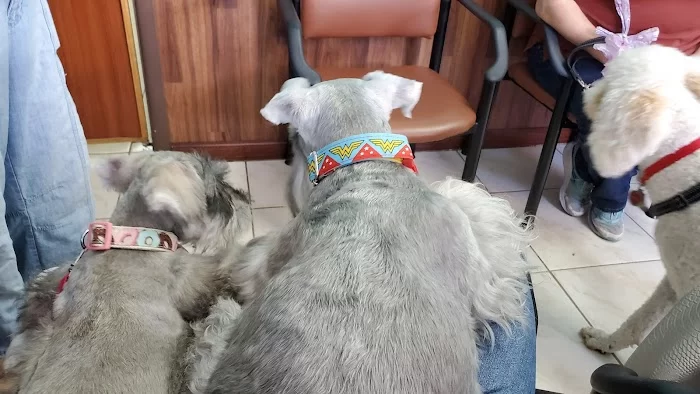 Lidia's Pet Grooming 1