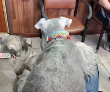 Lidia's Pet Grooming
