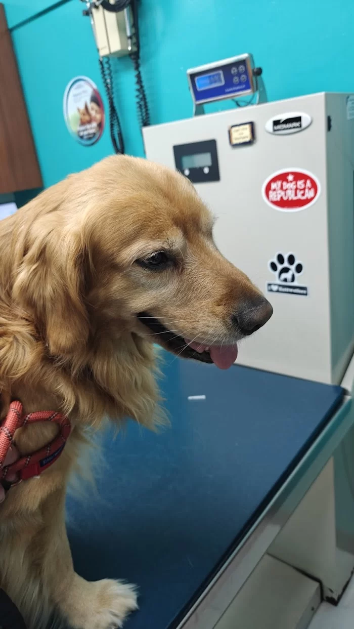 Lidia's Pet Grooming 4