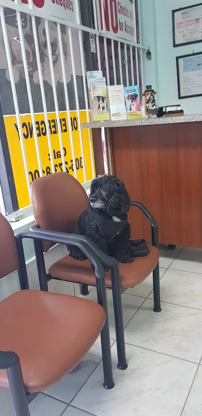 Lidia's Pet Grooming 9