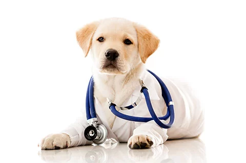 Veterinarian Small Animal 12