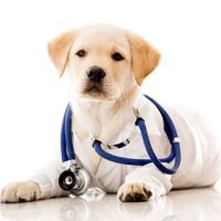 Veterinarian Small Animal ico