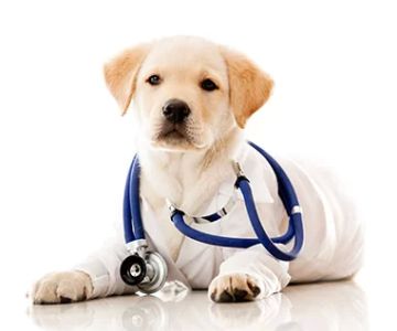 Veterinarian Small Animal