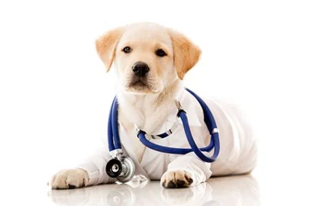 Veterinarian Small Animal