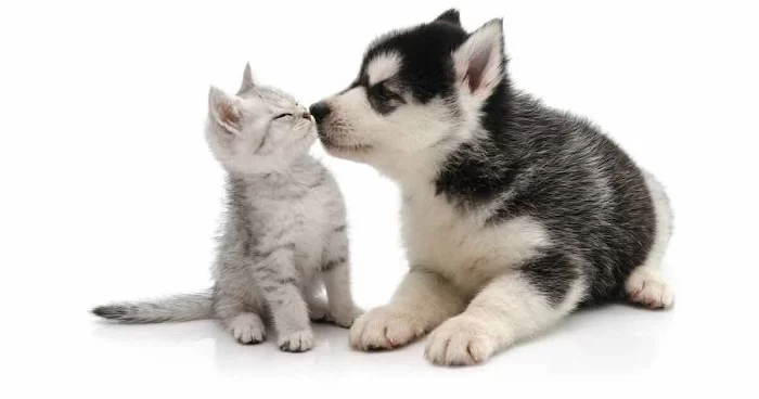 Veterinarian Small Animal 12