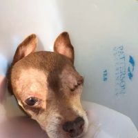 Animal Eye Guys (Miami Gardens) ico