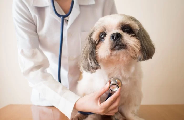 Bild Animal Hospital 12