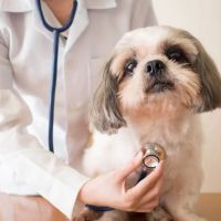 Bild Animal Hospital ico