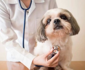 Bild Animal Hospital