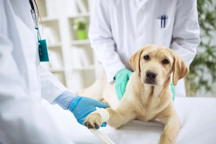 Bild Animal Hospital 12