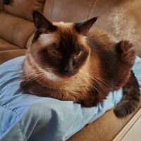 Southwest Animal Hospital ico