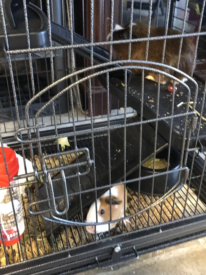 Pet Parade Animal Clinic 12