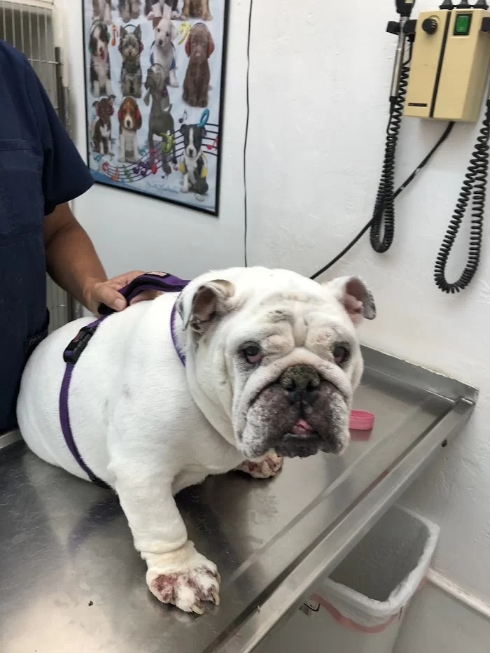 Pet Parade Animal Clinic 12