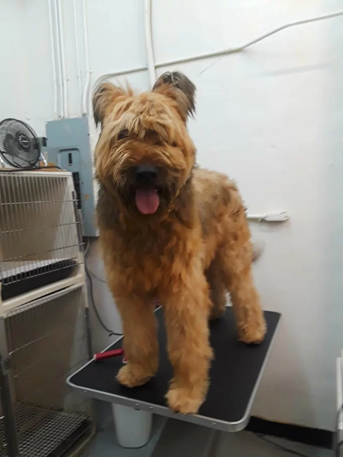 Pet Parade Animal Clinic 12