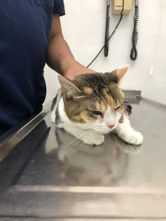 Pet Parade Animal Clinic 12