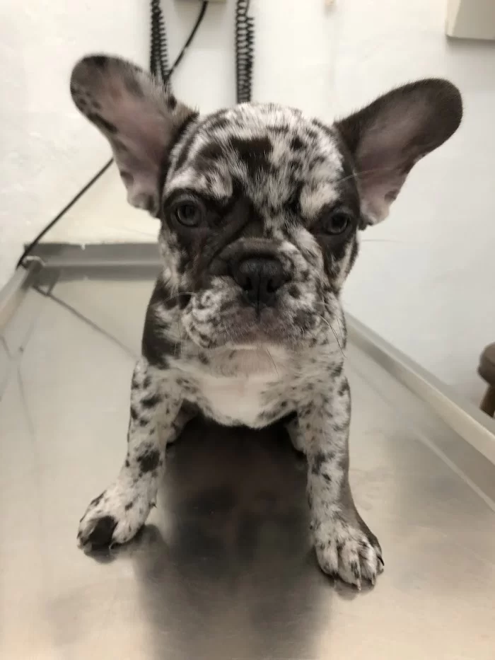 Pet Parade Animal Clinic 12