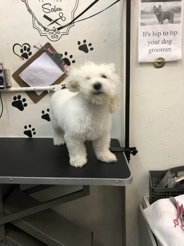 Pet Parade Animal Clinic 12