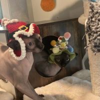 Sphynxbluejaguar ico