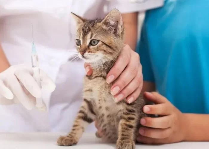 My Pet Hospital - Veterinarian & Emergency Pet Care 12