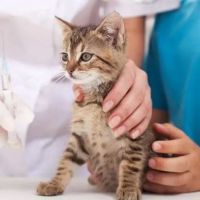 My Pet Hospital - Veterinarian & Emergency Pet Care ico