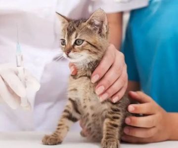 My Pet Hospital - Veterinarian & Emergency Pet Care