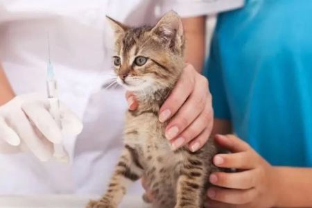 My Pet Hospital - Veterinarian & Emergency Pet Care