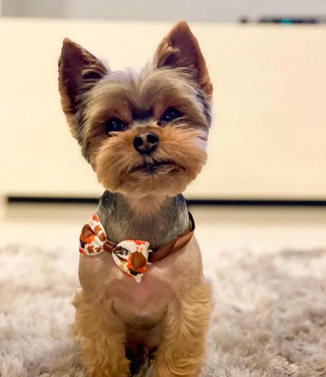 My Pet Hospital - Veterinarian & Emergency Pet Care 12