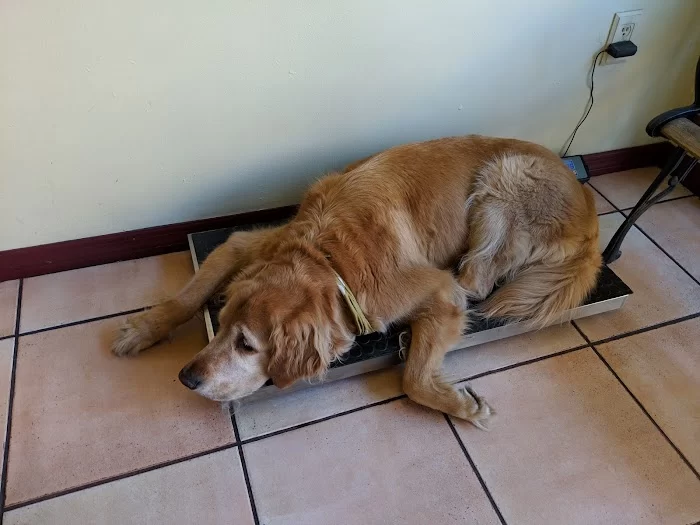 Island Veterinary Hospital 3