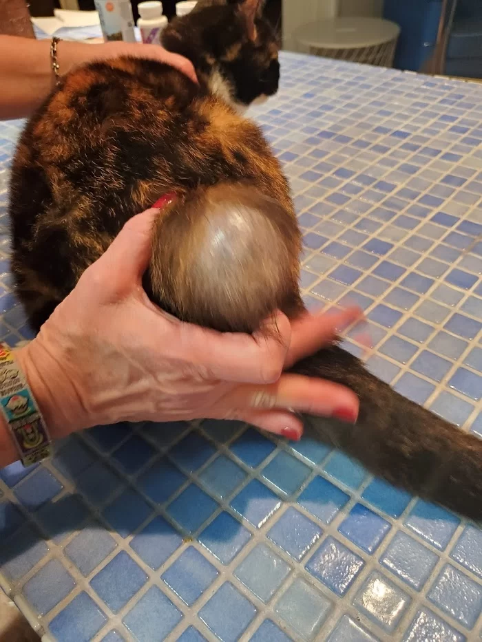 Island Veterinary Hospital 6