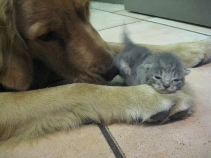 Island Veterinary Hospital 2