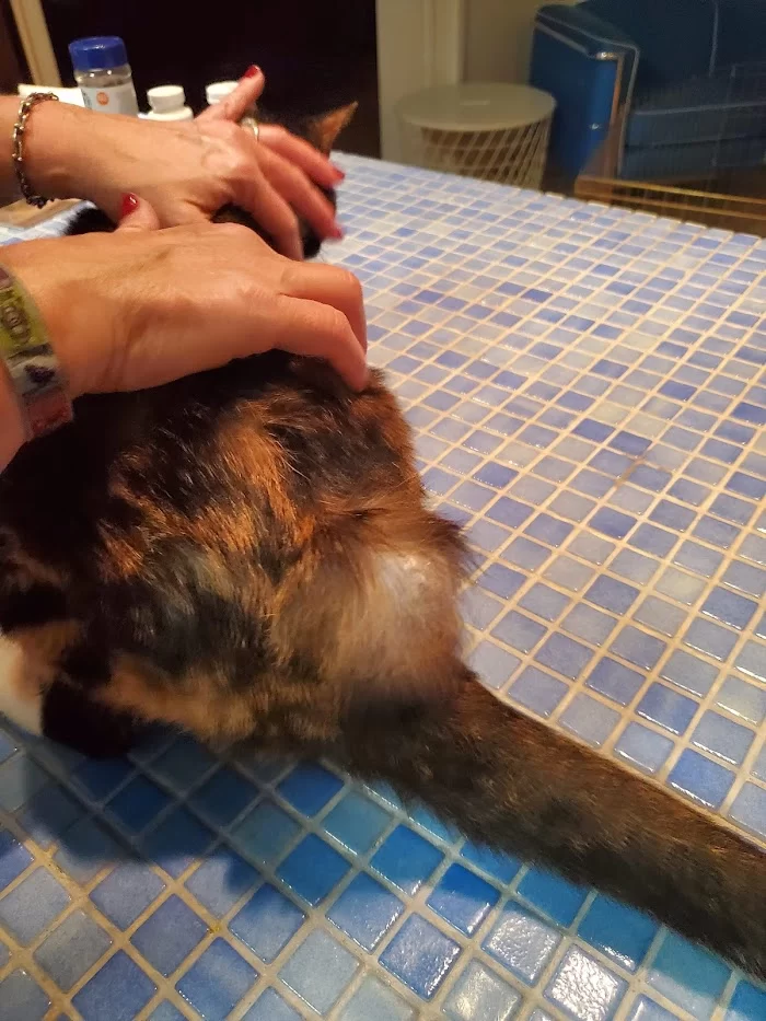 Island Veterinary Hospital 8