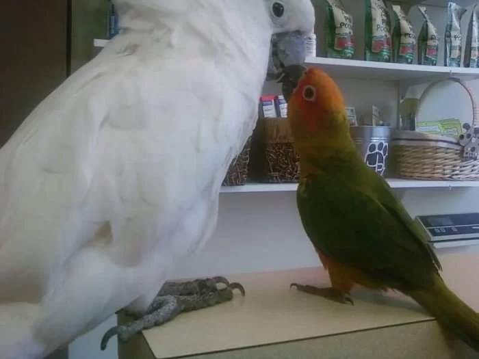 Island Veterinary Hospital 1